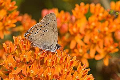 《Dusk》开发者恐怖短篇新作《铁肺》现已正式发售